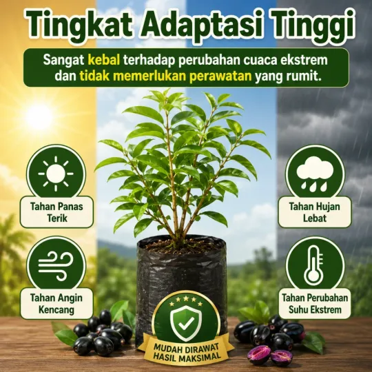 Tanaman All-Rounder Segala Lahan