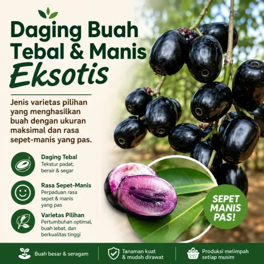 Fitur 1 Bibit Buah Jamblang