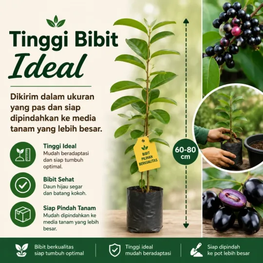 Fitur 2 Bibit Buah Jamblang