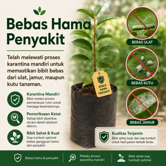Fitur 4 Bibit Buah Jamblang