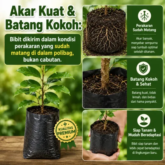 Fitur 5 Bibit Buah Jamblang