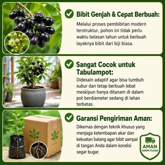 Masalah Buah Jamblang Hitam Langka