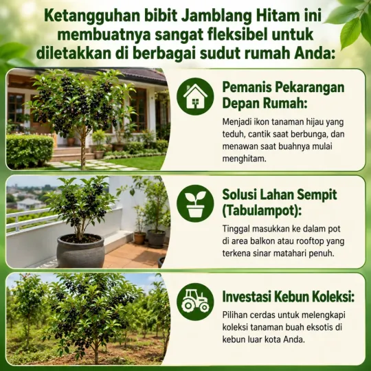 Perubahan Setelah Punya Bibit Jamblang