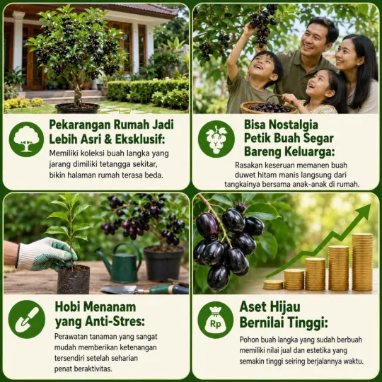 Solusi Bibit Buah Jamblang Hitam