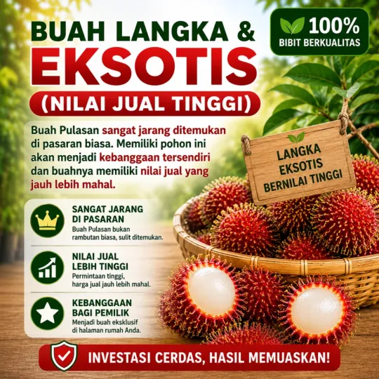 Daging Buah Tebal Manis Legit & Ngelotok