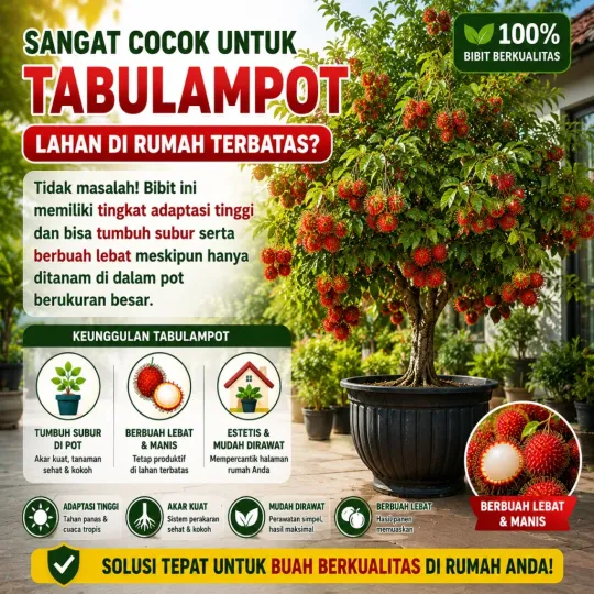 Cocok Untuk Tabulampot & Lahan Pekarangan