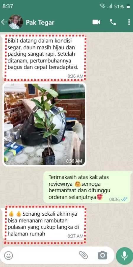 Testimoni Pembeli Bibit Rambutan Pulasan 1