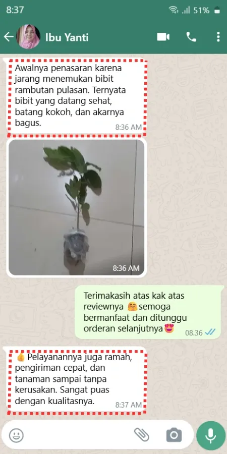 Testimoni Pembeli Bibit Rambutan Pulasan 2