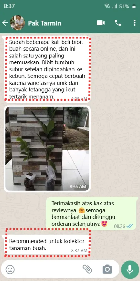 Testimoni Pembeli Bibit Rambutan Pulasan 3